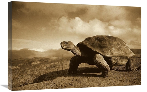 Global Gallery GCS-453672-2030-142 20 x 30 in. Galapagos Giant Tortois