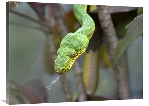 Global Gallery GCS-396056-3040-142 30 x 40 in. Emerald Tree Boa in Tre