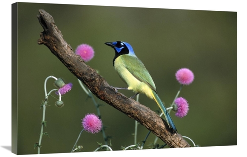 Global Gallery GCS-453286-2436-142 24 x 36 in. Green Jay Perching,