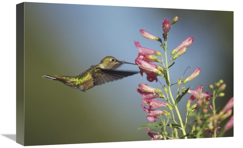 Global Gallery GCS-396665-1624-142 16 x 24 in. Broad-Tailed Hummingbir