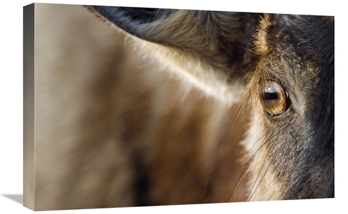 Global Gallery GCS-397437-1624-142 16 x 24 in. Blue Wildebeest Eye,