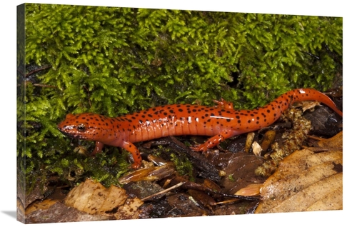 Global Gallery GCS-397911-2436-142 24 x 36 in. Red Salamander, Nat