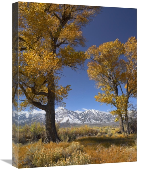 Global Gallery GCS-452143-1824-142 18 x 24 in. Cottonwood with the Car