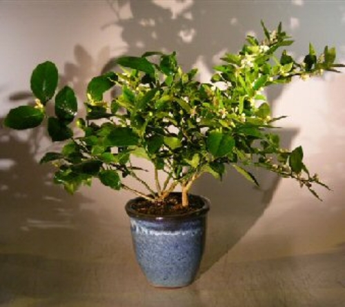 Flowering Cocktail Citrus Bonsai Tree - Lemon & Lime Citrus Trees in