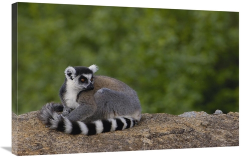 Global Gallery GCS-453246-2436-142 24 x 36 in. Ring-Tailed Lemur Resti