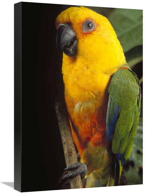 Global Gallery GCS-397693-1624-142 16 x 24 in. Yellow-Faced Parrot Por
