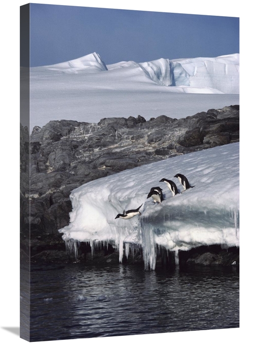 Global Gallery GCS-453394-2030-142 20 x 30 in. Five Adelie Penguins Di