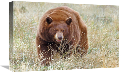 Global Gallery GCS-486437-22-142 22 in. Cinnamon Bear Art Print - Vic 