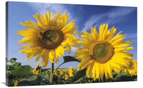 Global Gallery GCS-453609-44-142 44 in. Common Sunflower Field, Eu