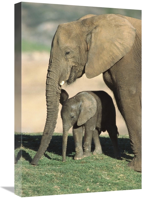 Global Gallery GCS-450842-1624-142 16 x 24 in. African Elephant Mother