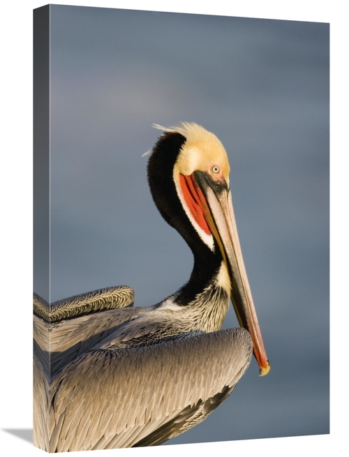 Global Gallery GCS-453341-1624-142 16 x 24 in. Brown Pelican Adult Por