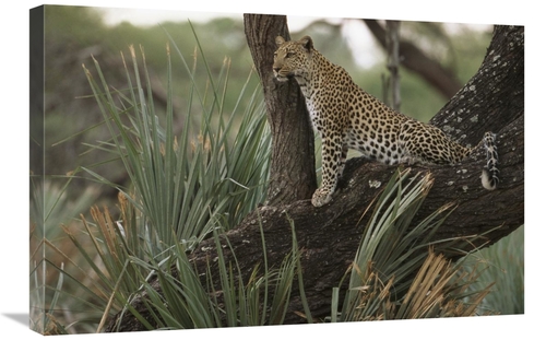 Global Gallery GCS-453114-2030-142 20 x 30 in. Leopard in Tree Searchi