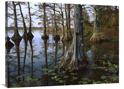 Global Gallery GCS-395933-3040-142 30 x 40 in. Bald Cypress at Upper B