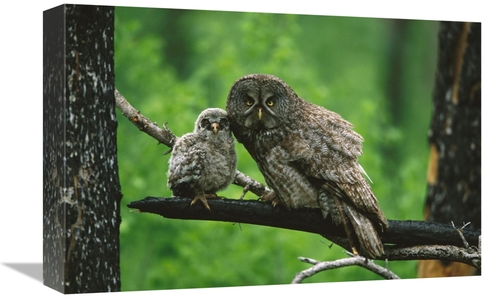 Global Gallery GCS-453326-1218-142 12 x 18 in. Great Gray Owl Adult wi