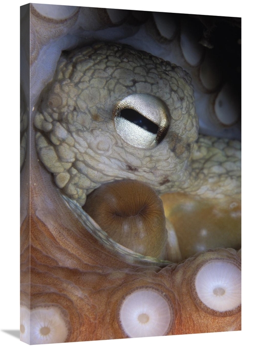 Global Gallery GCS-397591-2030-142 20 x 30 in. Common Octopus Close Up