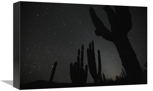 Global Gallery GCS-398113-1218-142 12 x 18 in. Cardon Cacti by Night w