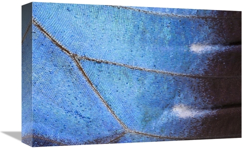 Global Gallery GCS-395296-1218-142 12 x 18 in. Blue Morpho Butterfly W