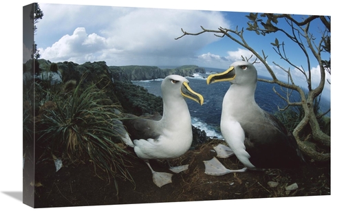 Global Gallery GCS-451662-1624-142 16 x 24 in. Bullers Albatrosses on 