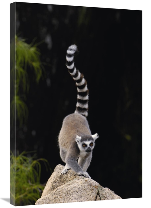 Global Gallery GCS-453250-2436-142 24 x 36 in. Ring-Tailed Lemur in th