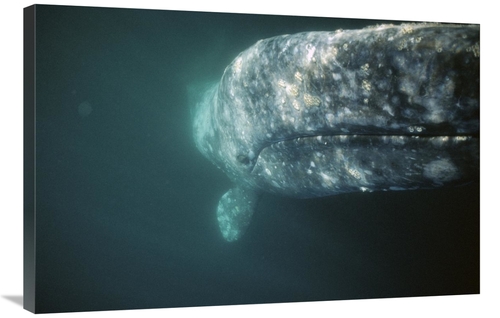 Global Gallery GCS-451694-2436-142 24 x 36 in. Gray Whale Curious Adul