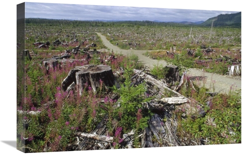 Global Gallery GCS-395782-1624-142 16 x 24 in. Temperate Rainforest Cl