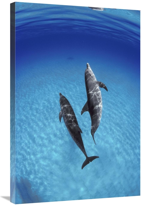 Global Gallery GCS-450676-2436-142 24 x 36 in. Atlantic Spotted Dolphi