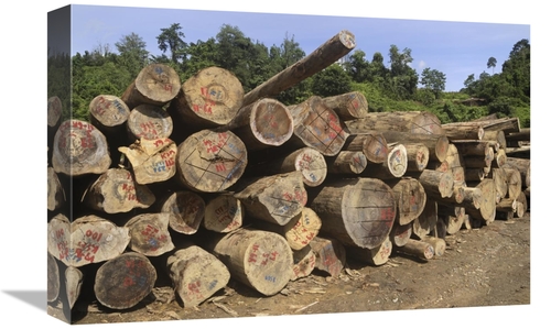 Global Gallery GCS-397657-1218-142 12 x 18 in. Timber At A Logging Are