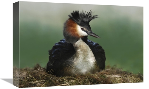 Global Gallery GCS-397457-1218-142 12 x 18 in. Great Crested Grebe on 