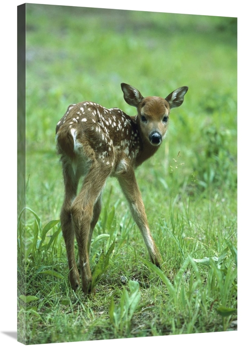 Global Gallery GCS-452553-2436-142 24 x 36 in. White-Tailed Deer Fawn 