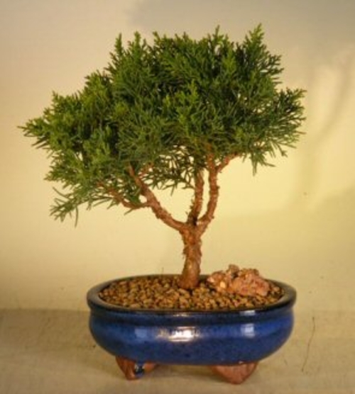 Shimpaku Bonsai Tree - Medium(shimpaku itoigawa)