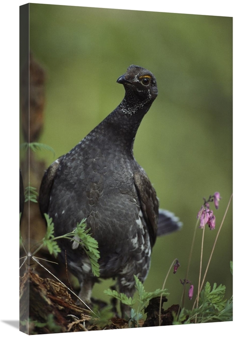 Global Gallery GCS-395971-2030-142 20 x 30 in. Blue Grouse, North 