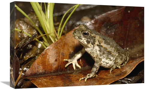 Global Gallery GCS-453193-1624-142 16 x 24 in. Cane Toad Juvenile,