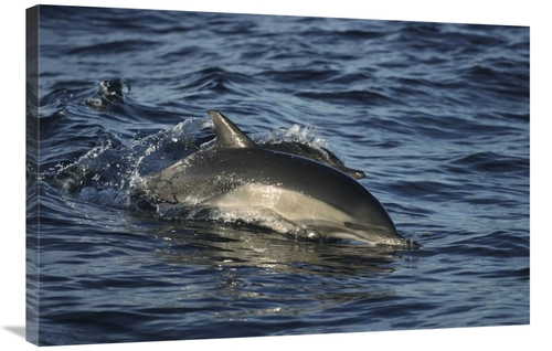 Global Gallery GCS-453554-2436-142 24 x 36 in. Short-Beaked Common Dol