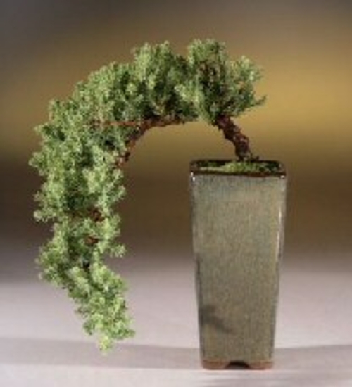 Juniper  - Cascade Style