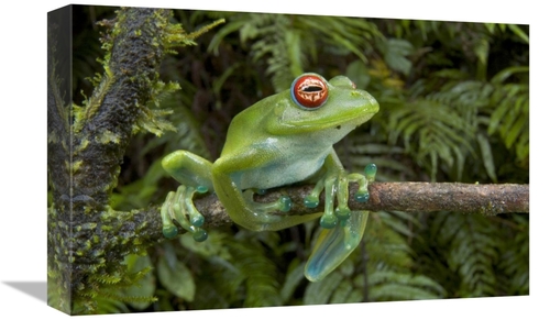 Global Gallery GCS-397831-1218-142 12 x 18 in. Malagasy Web-Footed Fro