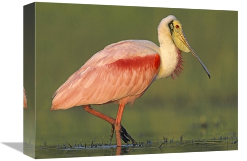 Global Gallery GCS-396116-1216-142 12 x 16 in. Roseate Spoonbill Wadin