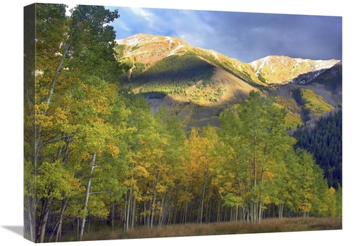 Global Gallery GCS-396262-1824-142 18 x 24 in. Quaking Aspen Trees & H