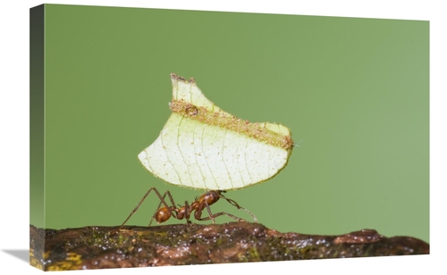 Global Gallery GCS-397303-1624-142 16 x 24 in. Leafcutter Ant Carrying