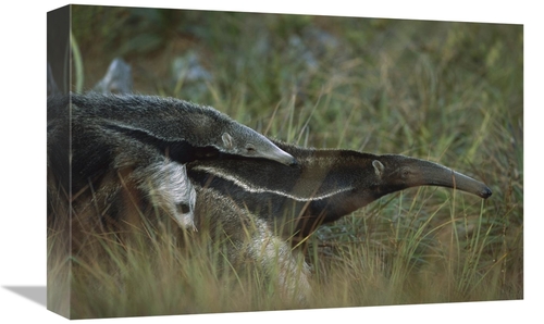 Global Gallery GCS-451579-1218-142 12 x 18 in. Giant Anteater Carrying