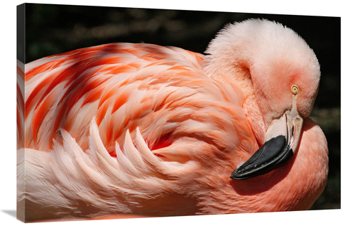 Global Gallery GCS-486565-36-142 36 in. Flamingo Art Print - Vic Schen