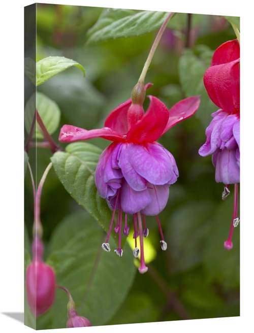 Global Gallery GCS-398371-1624-142 16 x 24 in. Fuchsia Red & Blue Vari