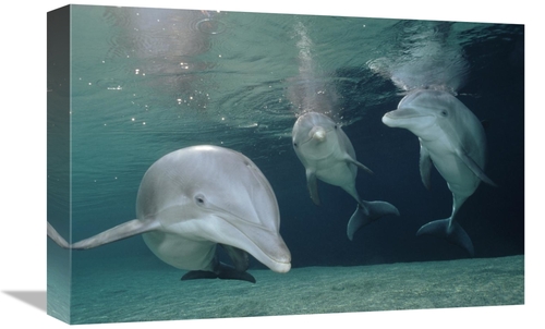 Global Gallery GCS-450662-1218-142 12 x 18 in. Bottlenose Dolphin Unde
