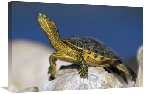 Global Gallery GCS-396618-2030-142 20 x 30 in. Yellow-Bellied Slider T