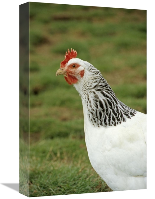 Global Gallery GCS-398067-1218-142 12 x 18 in. Domestic Chicken, L