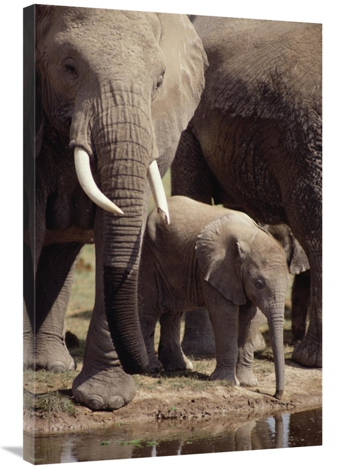 Global Gallery GCS-452750-2436-142 24 x 36 in. African Elephants & Bab