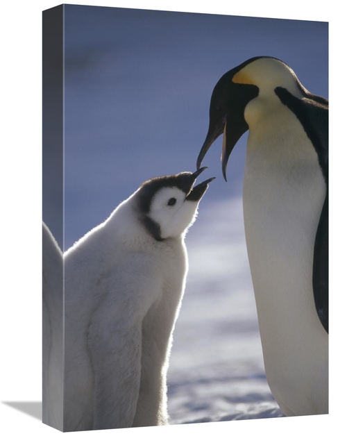 Global Gallery GCS-451126-1218-142 12 x 18 in. Emperor Penguin Parent 