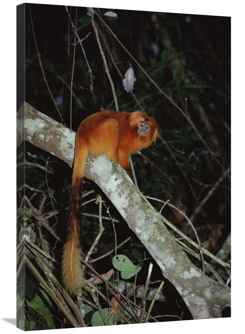 Global Gallery GCS-451483-2436-142 24 x 36 in. Golden Lion Tamarin&#44