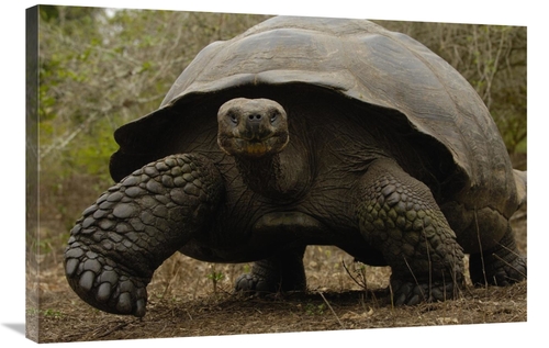 Global Gallery GCS-453052-2436-142 24 x 36 in. Indefatigable Island To