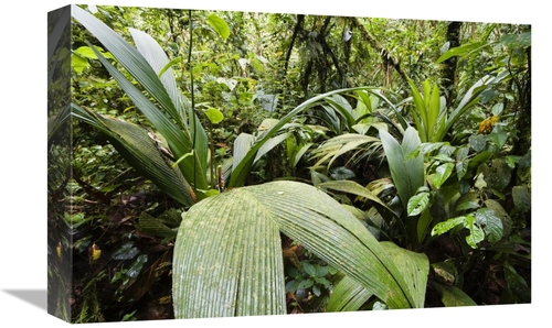 Global Gallery GCS-452676-1218-142 12 x 18 in. Mountain Rainforest&#44