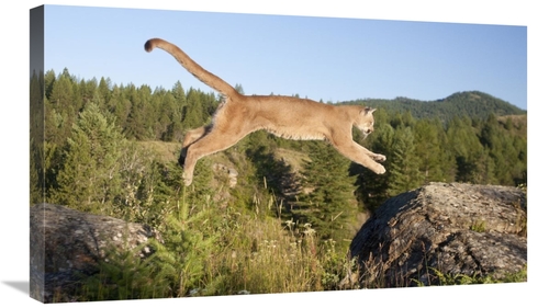 Global Gallery GCS-395408-30-142 30 in. Mountain Lion Jumping, Mon